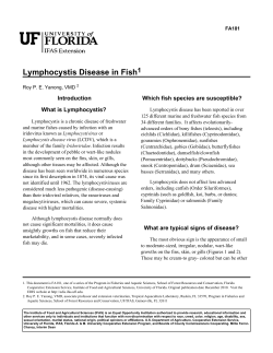 Lymphocystis Disease in Fish