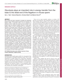 Glycolysis plays an important role in energy transfer from the base to
