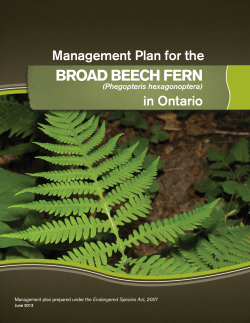 broad beech fern