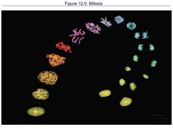 Objective: You will be able to draw the stages of mitotic cell division.