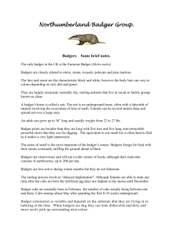 Badgers Some Brief Notes - Northumberland Badger Group