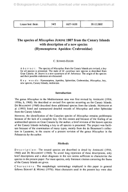 The species of Miscophus JURINE 1807 from the Canary
