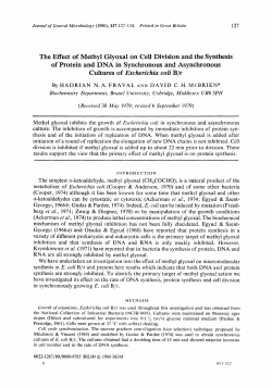 The Effect of Methyl Glyoxal on Cell Division and the Synthesis of