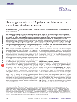 The elongation rate of RNA polymerase determines the fate of