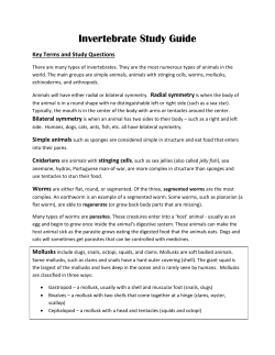 Invertebrate Study Guide 2017