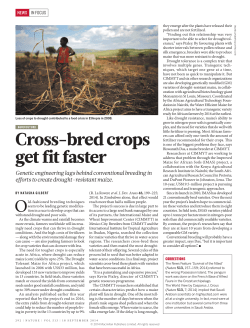 Cross-bred crops get fit faster