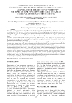 MORPHOLOGICAL DETAILS USEFUL TO IDENTIFY THE BONES