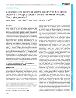 Spatial resolving power and spectral sensitivity of the saltwater