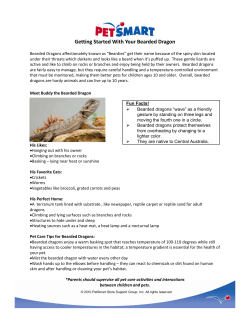 Getting Started With Your Bearded Dragon