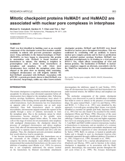 HsMAD1 and HsMAD2 at interphase NPCs