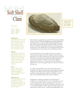 Soft Shelled Clam - BURNTCOAT HEAD PARK