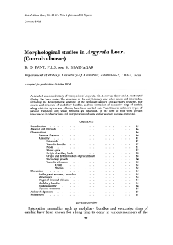 Morphological studies in Argyreia Lour.