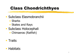 Sharks, Skates, Rays and Chimeras
