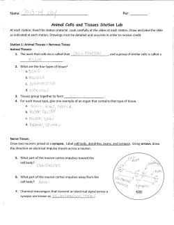 Animal Cells and Tissues Station Lab