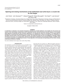 Opening and closing mechanisms of the leatherback sea turtle
