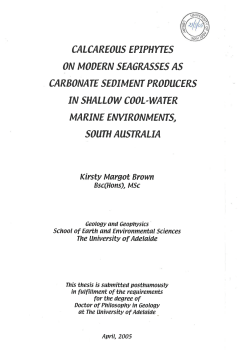 Calcareous epiphytes on modern seagrasses as carbonate
