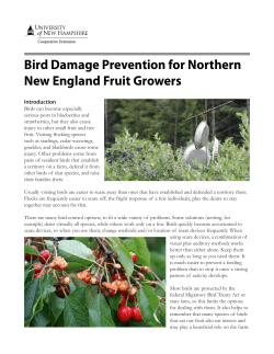 Bird Damage Prevention for Northern new England Fruit Growers