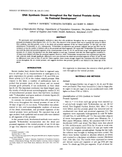 DNA Synthesis Occurs throughout the Rat Ventral Prostate during Its