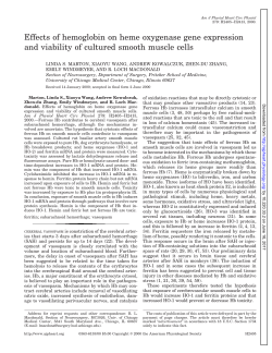 Effects of hemoglobin on heme oxygenase gene - AJP