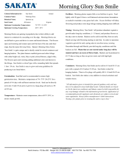 Ipomoea Sun Smile Culture Sheet