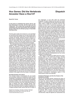 Hox Genes: Did the Vertebrate Ancestor Have a Hox14? Dispatch