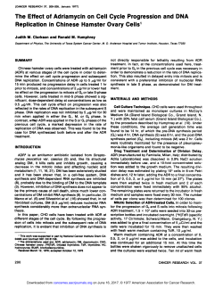 The Effect of Adriamycin on Cell Cycle Progression and DNA