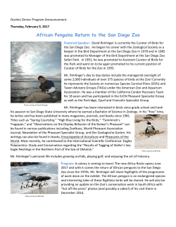 African Penguins Return to the San Diego Zoo