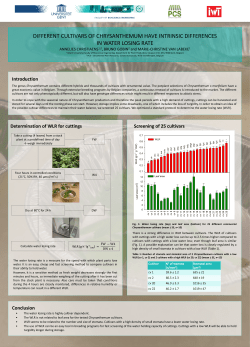 different cultivars of chrysanthemum have intrinsic
