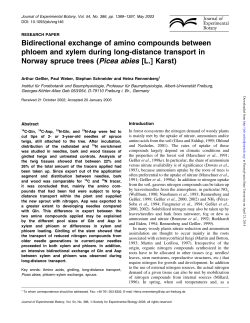 Bidirectional exchange of amino compounds between phloem and
