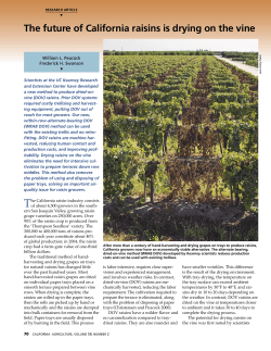 The future of California raisins is drying on the vine
