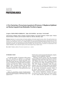 A New Suctorian, Flectacineta isopodensis (Protozoa: Ciliophora