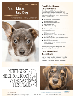 Small Mixed Breeds: They`re Unique! Your Mixed