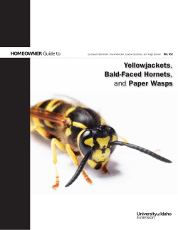 Homeowner Guide to Yellowjackets, Bald