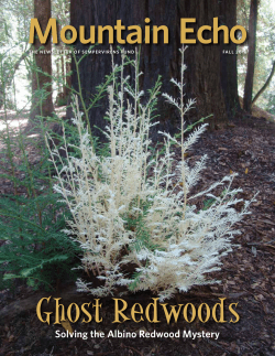 Solving the Albino Redwood Mystery