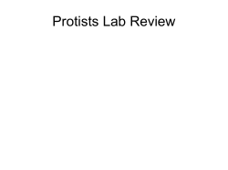 Protists Lab Review - Napa Valley College
