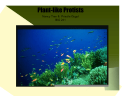 Kingdom Protista - Napa Valley College