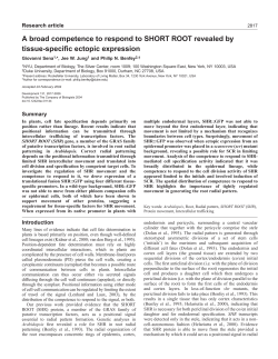A broad competence to respond to SHORT ROOT