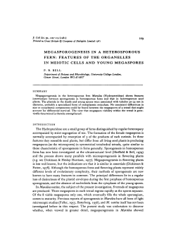 MEGASPOROGENESIS IN A HETEROSPOROUS FERN