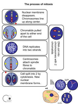 The process of mitosis DNA replicates into two strands DN A coil into