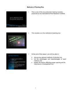 Methods of Planting Rice 1 This is one of the rice production training