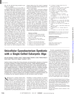 Unicellular Cyanobacterium Symbiotic with a Single