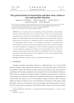 The gastral basket in basal birds and their close relatives: size and