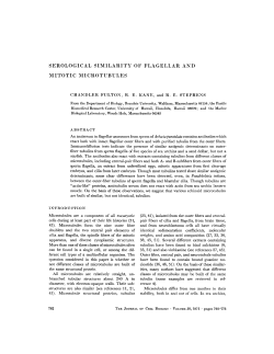serological similarity of flagellar and mitotic