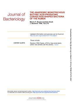 of the rumen curved rod-shaped bacteria butyric acid