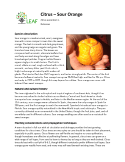Citrus &ndash; Sour Orange