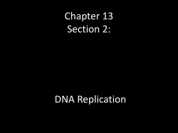 Chapter 13 Section 2: DNA Replication