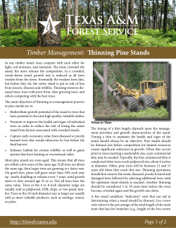 Timber Management: Thinning Pine Stands