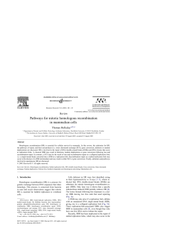 Pathways for mitotic homologous recombination in mammalian cells