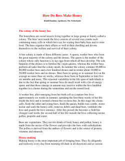 How Do Bees Make Honey