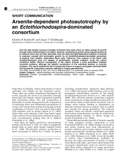 Arsenite-dependent photoautotrophy by an